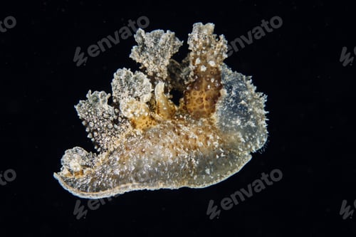 Preview: Nudibranch Melibe viridis