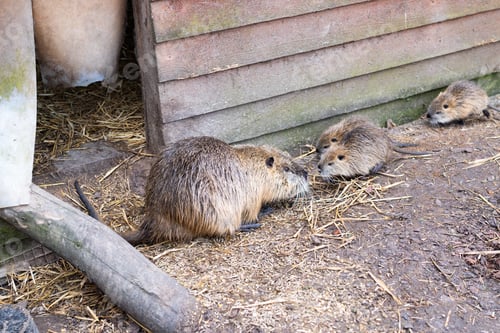 Preview: Family of nutrias eating food near their wooden shelter at the zoo.