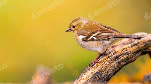 Preview: Chaffinch, Spain