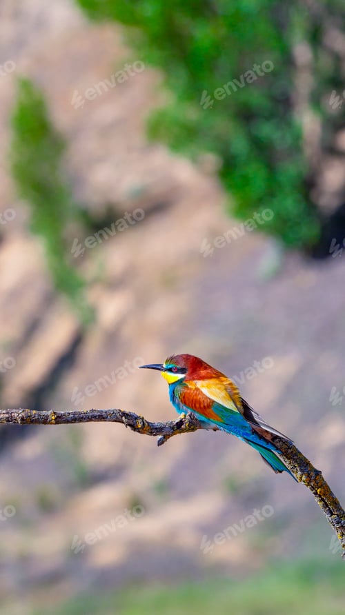 Preview: Bee-eater