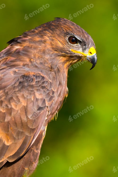 Preview: Buzzard, Spain