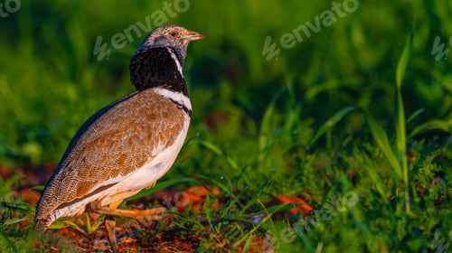 Preview: Little Bustard, Spain