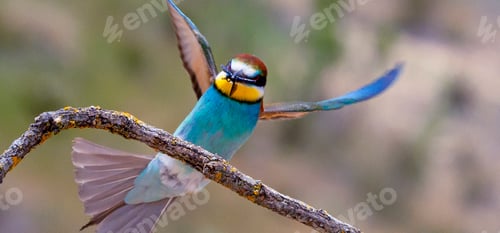Preview: Bee-eater, Spain