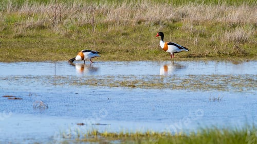Preview: Common Shelduck, Lagunas de Villafafila Natural Reserve, Spain