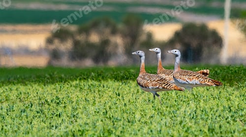 Preview: Great Bustard, Lagunas de Villafafila Natural Reserve, Spain