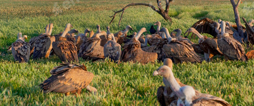 Preview: Eurasian Griffon Vulture, Spain