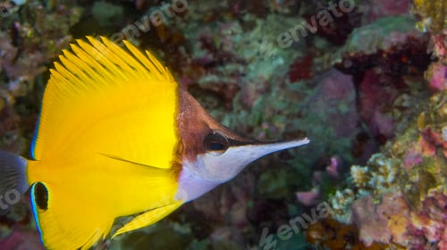 Preview: Long-nose Butterflyfish,South Ari Atoll, Maldives
