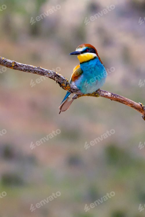 Preview: Bee-eater, Spain