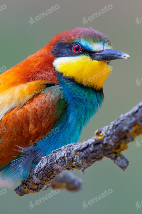 Preview: Bee-eater, Spain