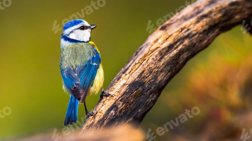 Preview: Blue Tt