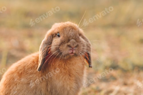 Preview: Little lop-eared rabbit sits on the lawn. Dwarf rabbit breed ram at sunset sun. Summer warm day. clo