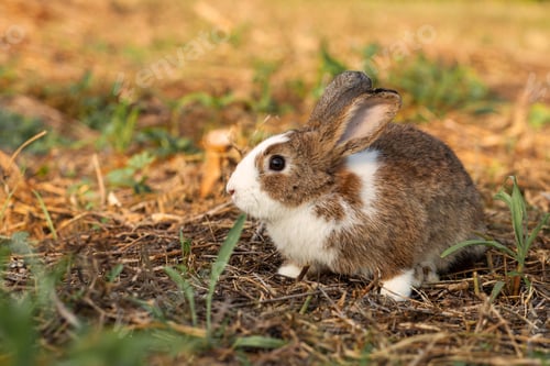 Preview: Rabbits on the outdoor green lawn. little easter bunnies in the garden