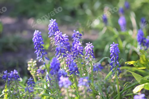 Preview: Purple Muscari flowers bloom vibrantly in a garden. Delicate spring beauty.