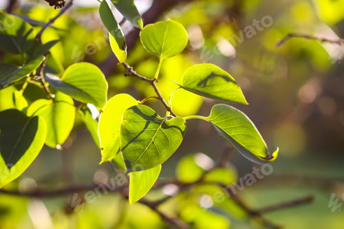 Preview: Golden sunset illuminating lilac bush leaves.
