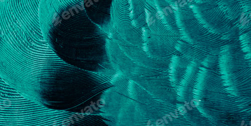 Preview: Close-up abstract texture of emerald green feathers with wavy patterns