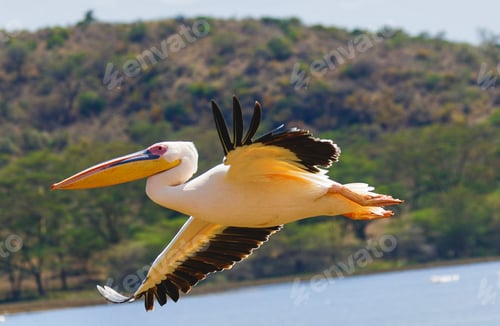 Preview: Pelican in Flight over Calm Water Landscape