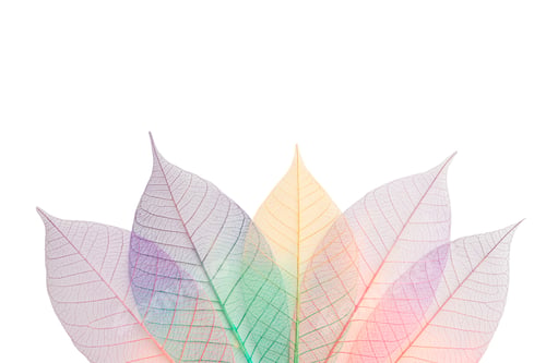 Preview: Colorful skeleton leaves reveal layered designs, on white