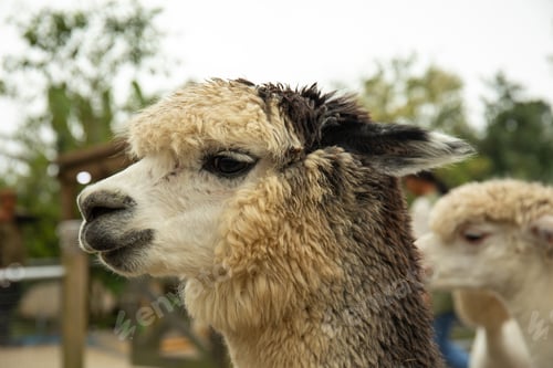 Preview: Close-up of an alpaca with fluffy fur and calm expression