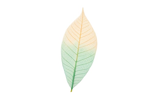 Preview: Leaf with clear skeleton structure and fine details, on white
