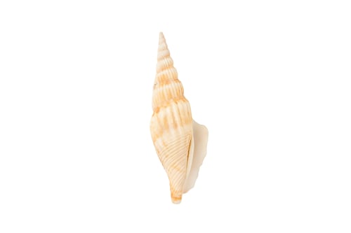 Preview: Beige seashell showing details from the beach, on white