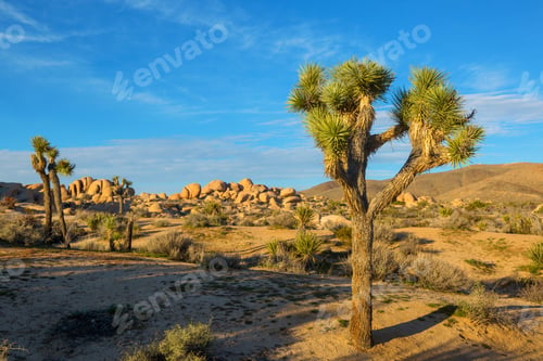 Preview: Joshua tree