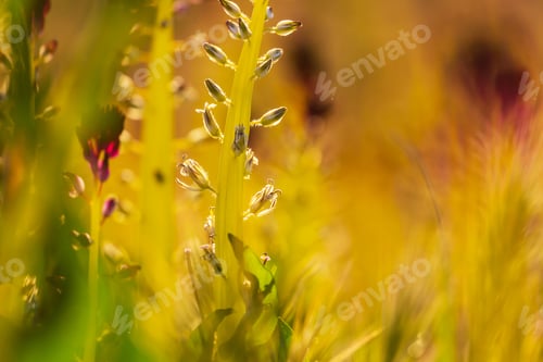 Preview: Wildflowers