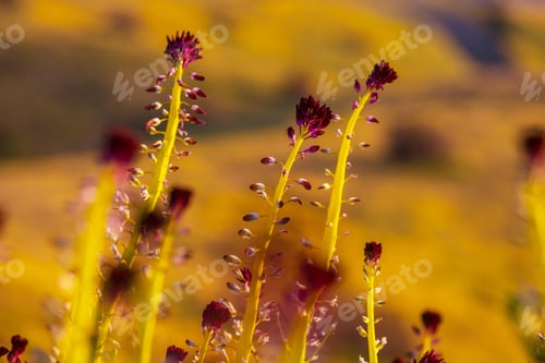 Preview: Wildflowers
