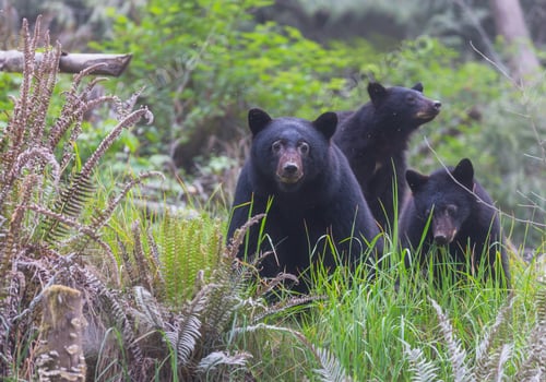 Three American Black Bears Foraging in a Lush Green Forest Clearing