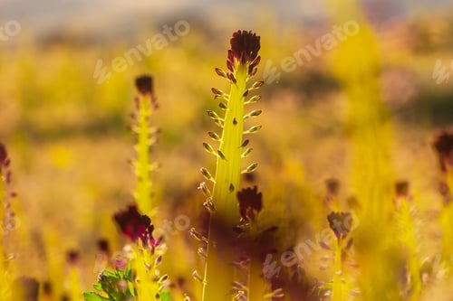 Preview: Wildflowers