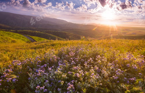 Preview: Mountains meadow