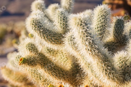 Preview: Cholla cactus