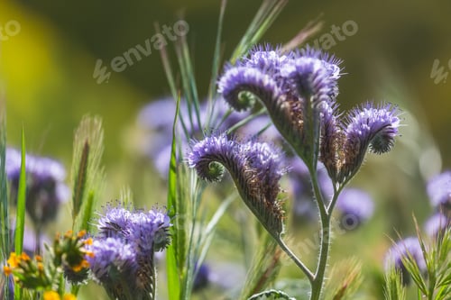 Preview: Wildflowers