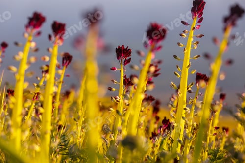 Preview: Wildflowers