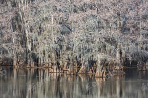 Bald Cypress Trees Draped in Spanish Moss in a Still Swamp