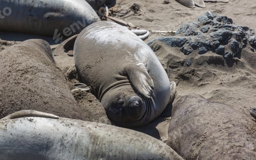 Preview: Sea elephant