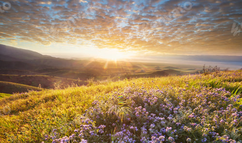 Preview: Wildflowers