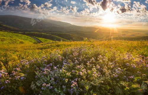 Preview: Mountains meadow