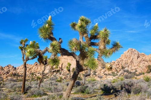 Preview: Joshua tree