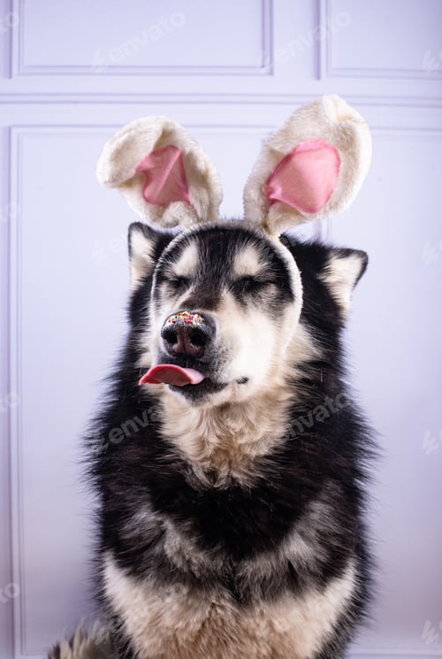 Preview: Malamute in Easter bunny ears