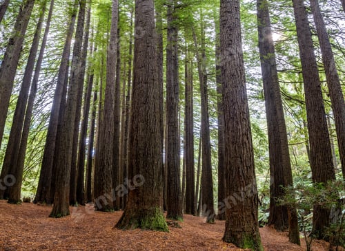 Preview: The Redwoods Otway in Australia