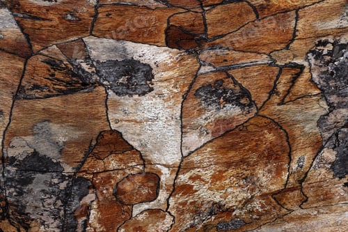 Preview: Abstract Weathered Wood Texture With Natural Cracks, Grain And Rustic Earthy Tones