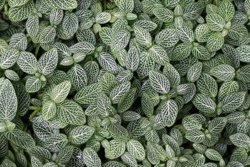 Preview: Top View of Fittonia Plant With Patterned Green and White Leaves