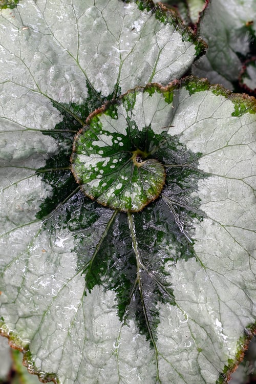 Preview: Begonia Rex Leaf With Silver and Green Spiral Pattern and Water Droplets Macro Close-Up