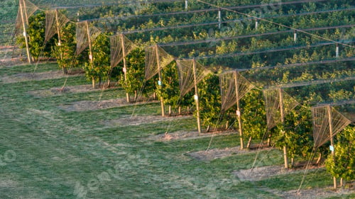 Preview: Apple Orchard with Protective Net Aerial