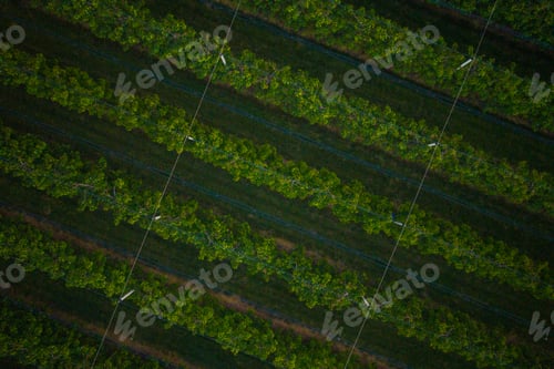 Preview: Orchard with endless rows of apple trees aerial drone view