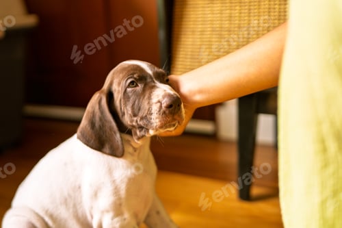 Preview: Puppy receiving gentle petting from human hand