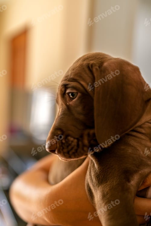 Preview: Little brown puppy resting in caring hands