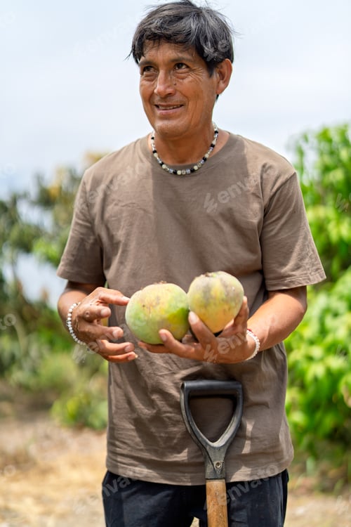 Preview: Farmer holding fresh ripening fruits on a farm