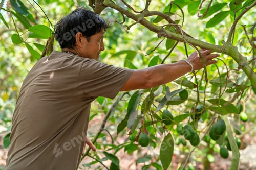 Preview: Farmer inspecting avocadoes growing on fruit farm