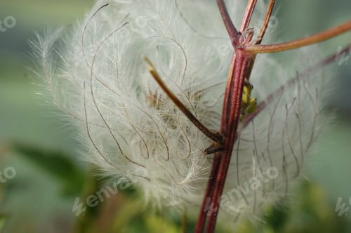 Preview: Alpine Pasque Flower Seeds Dandelion Gray